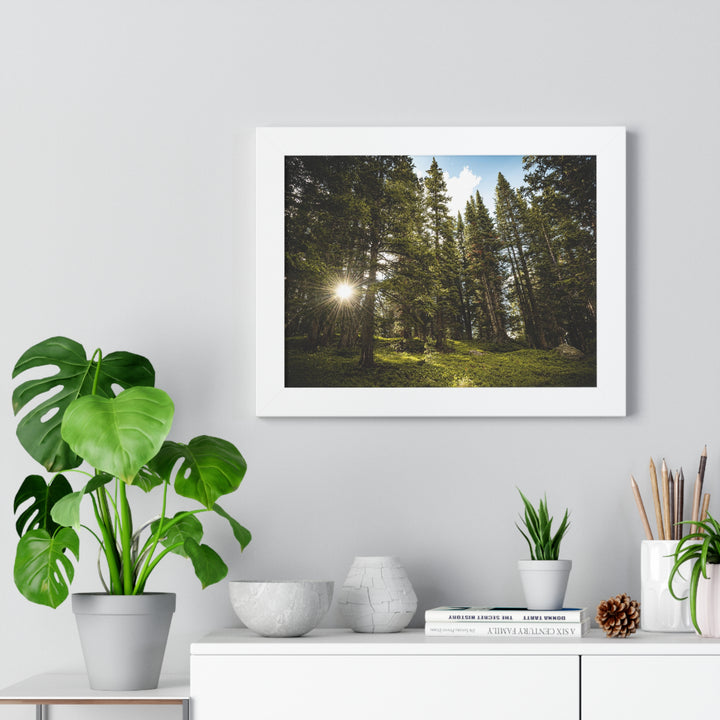 Forest Light - Framed Print