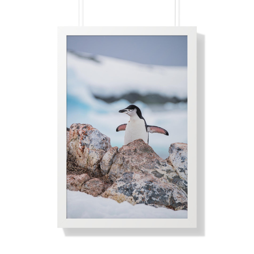 Stretched Penguin - Framed Print
