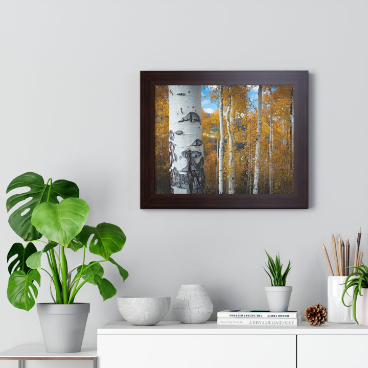 Aspens Changing - Framed Print