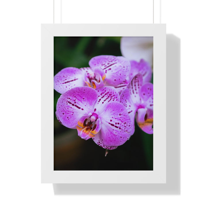 Orchid in Pink - Framed Print