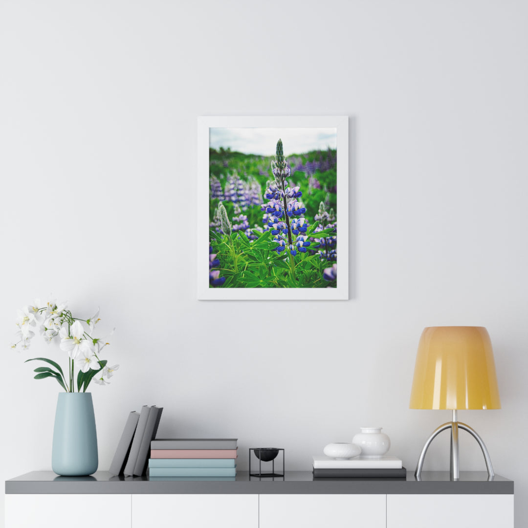 Glowing Lupin - Framed Print