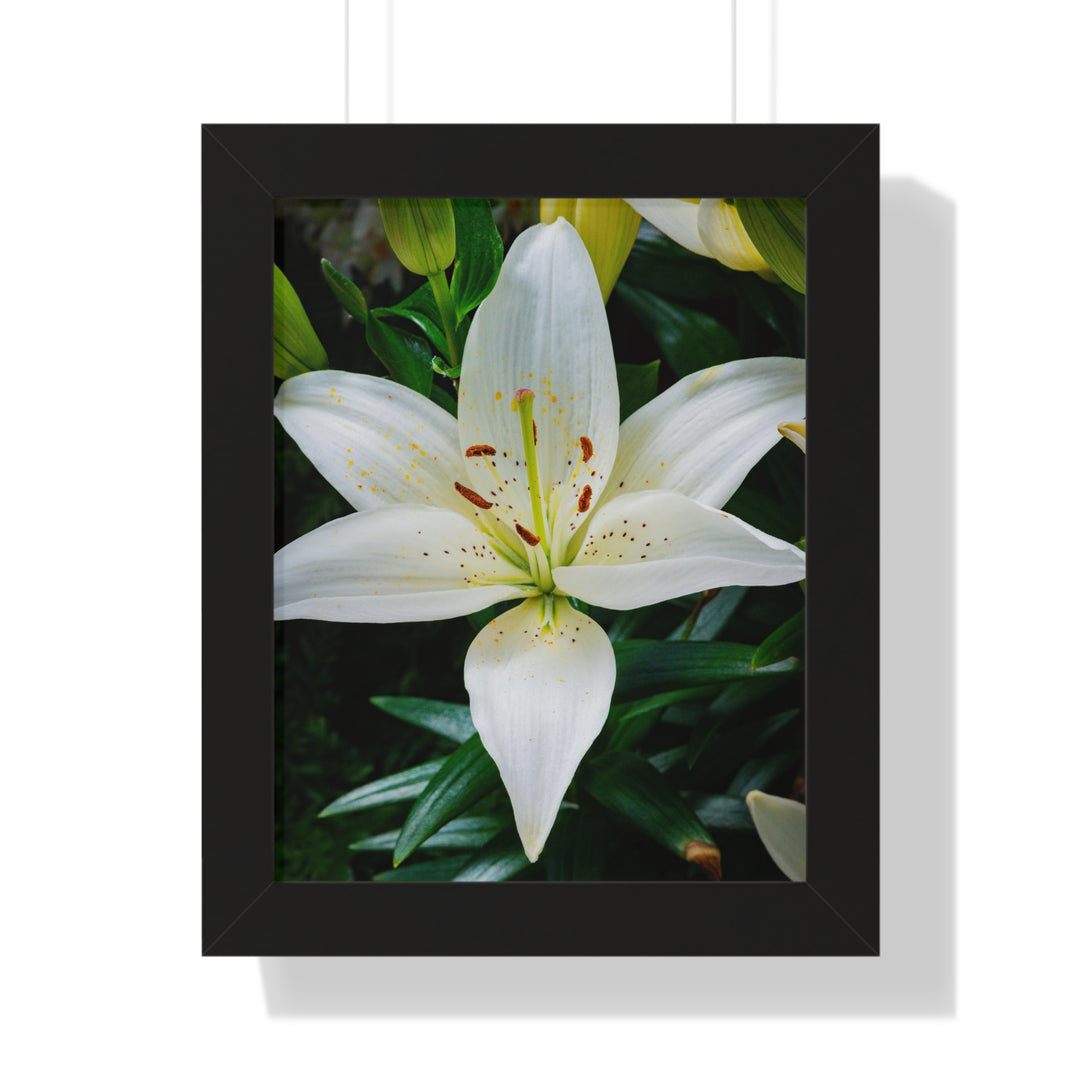 White Lily - Framed Print