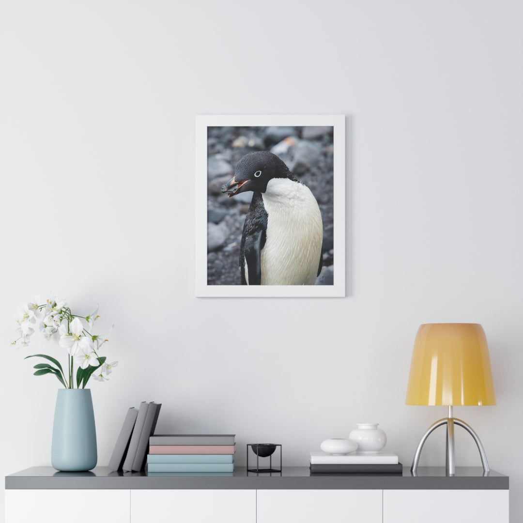 A Penguin's Pebble - Framed Print