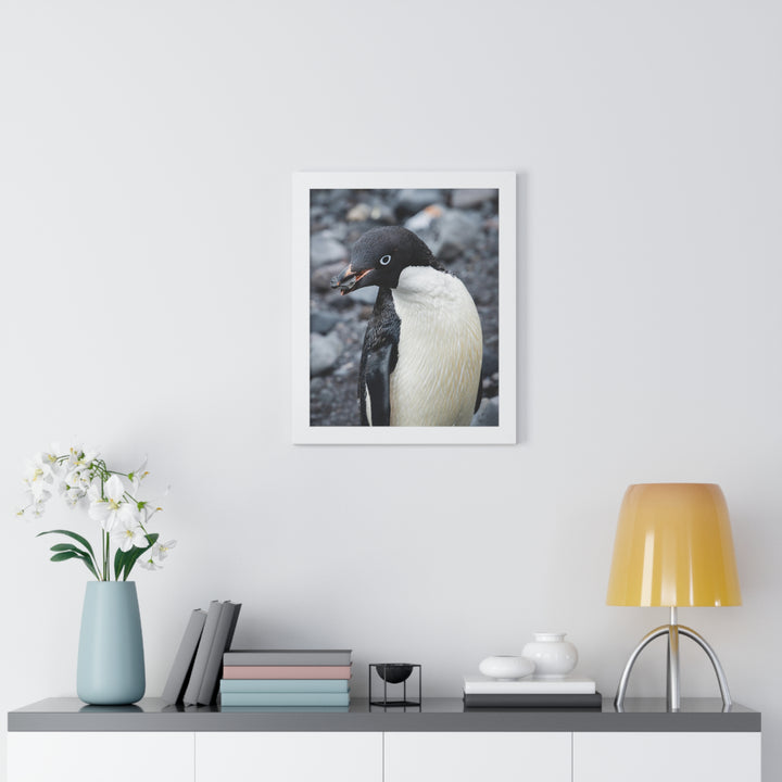A Penguin's Pebble - Framed Print