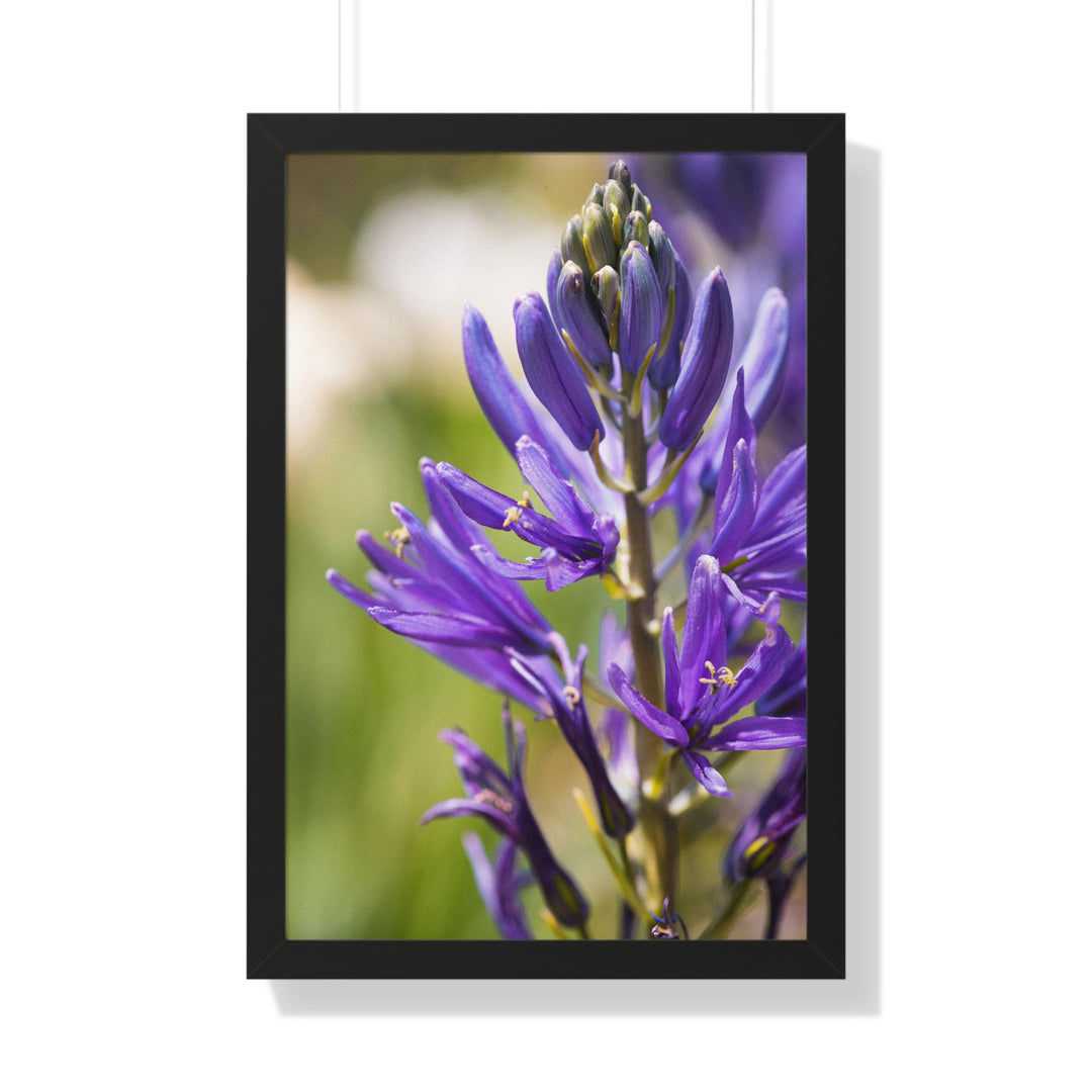 Camas in Bloom - Framed Print