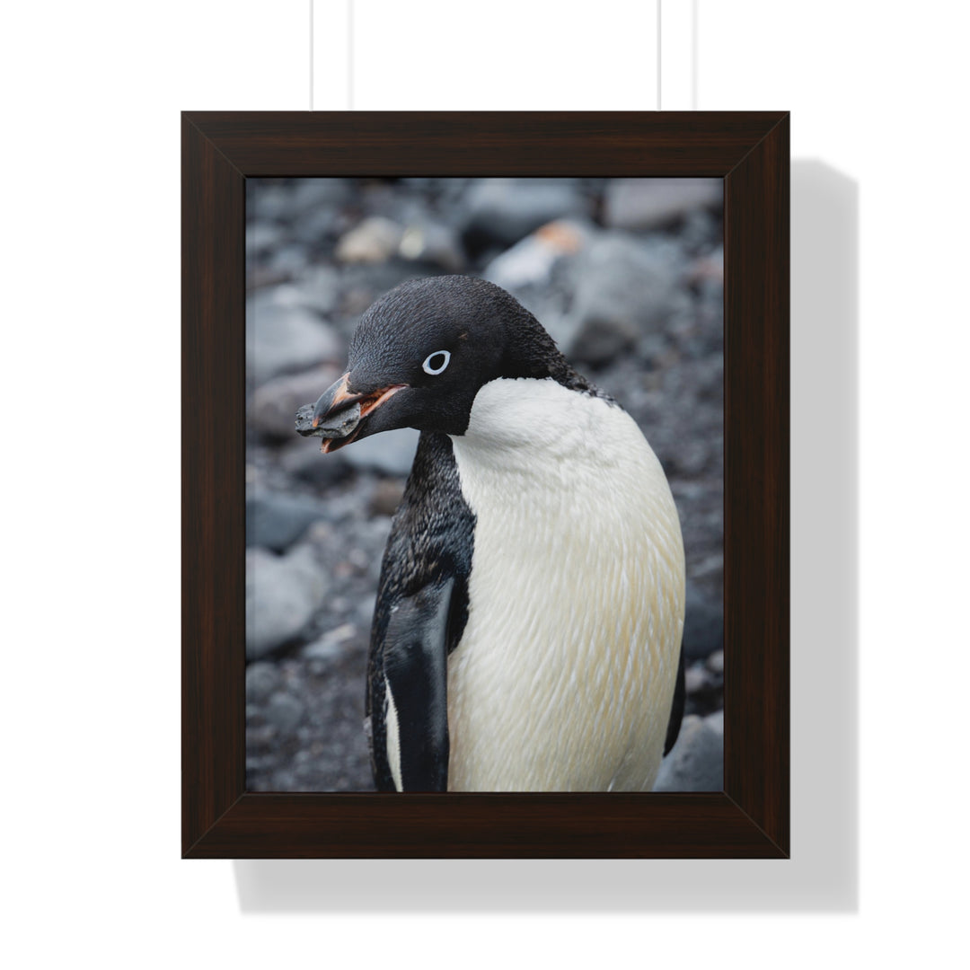 A Penguin's Pebble - Framed Print