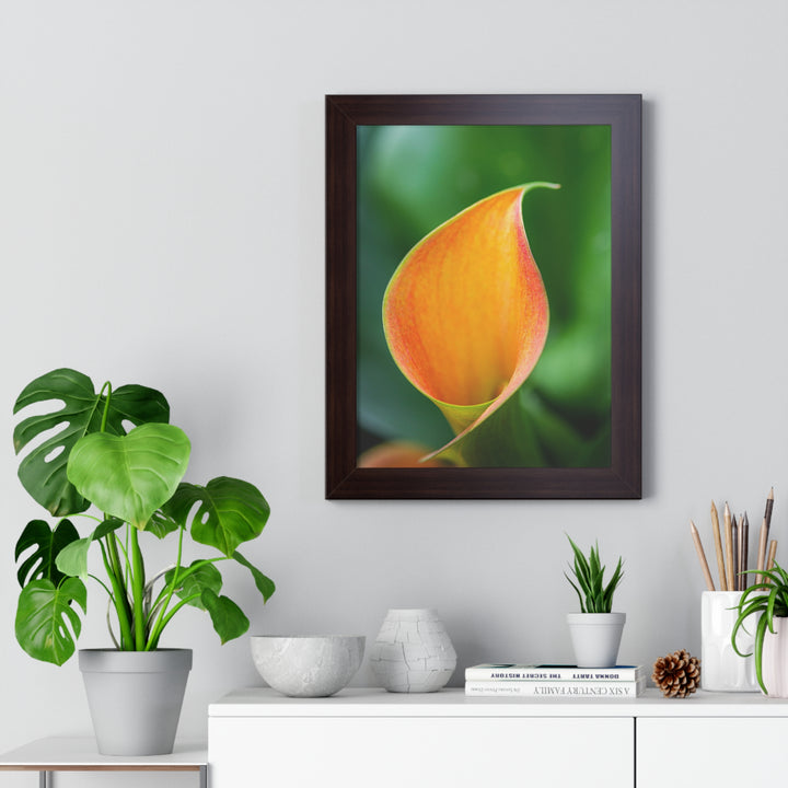 Orange Calla Lily - Framed Print