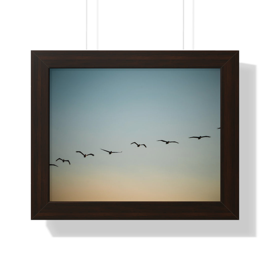 Brown Pelicans in Flight - Framed Print
