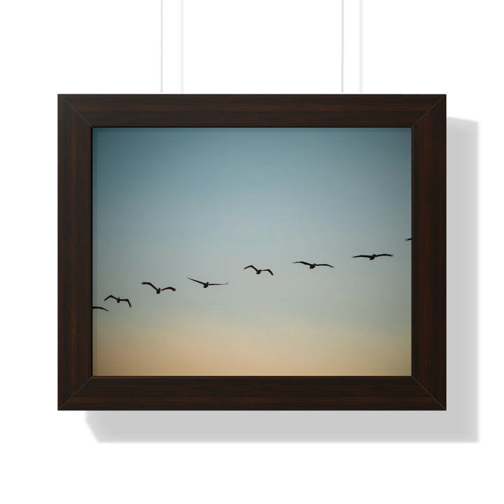 Brown Pelicans in Flight - Framed Print