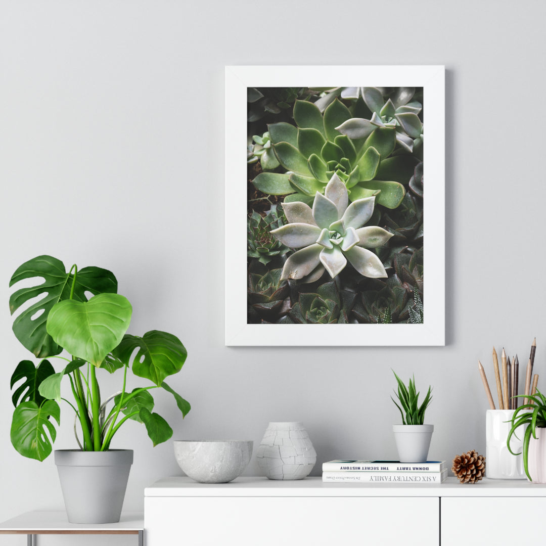 Succulent Array - Framed Print
