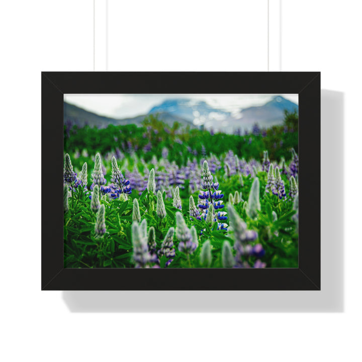Glowing Lupin with Mountains - Framed Print