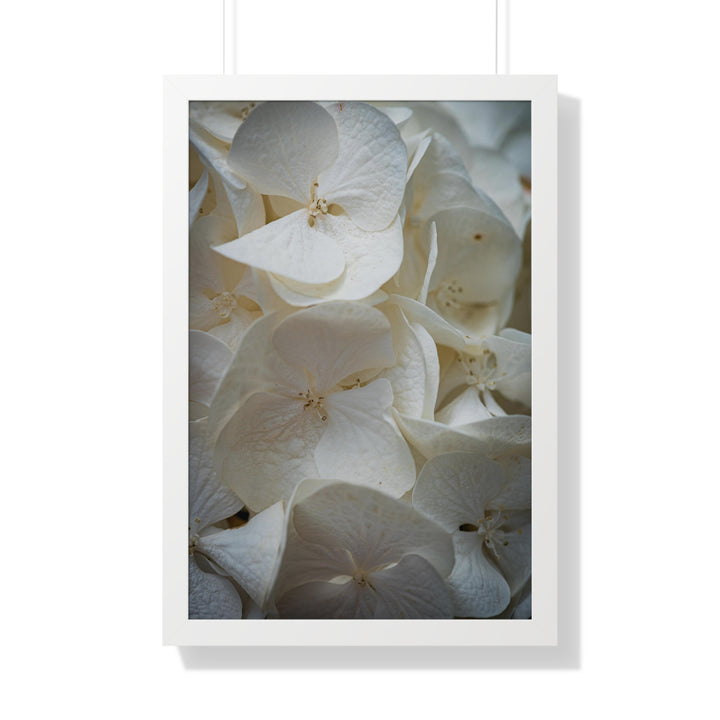 White Hydrangea Detail - Framed Print