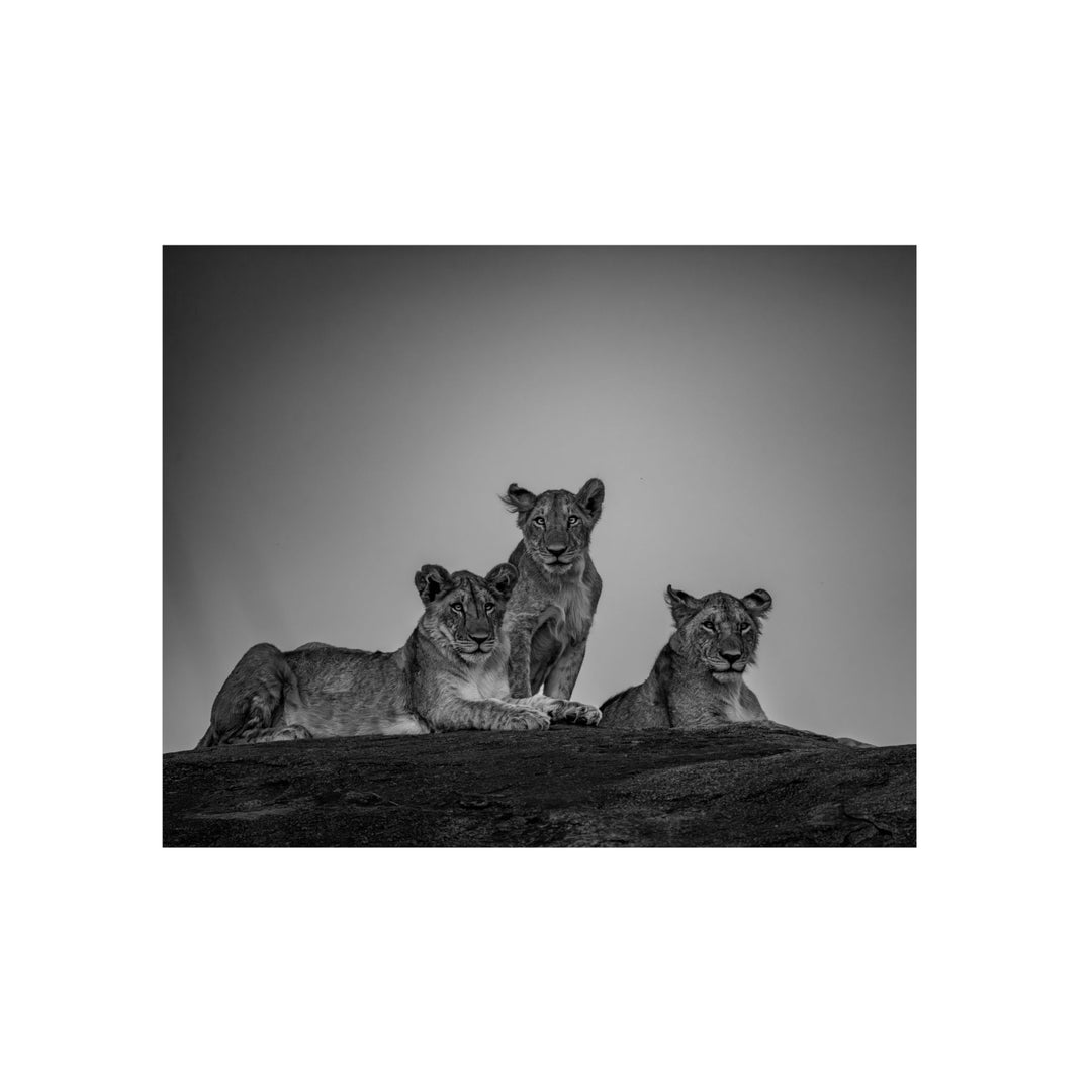 When the Light Fades Black and White | Aluminum Wall Art | Elemental Escape Collection