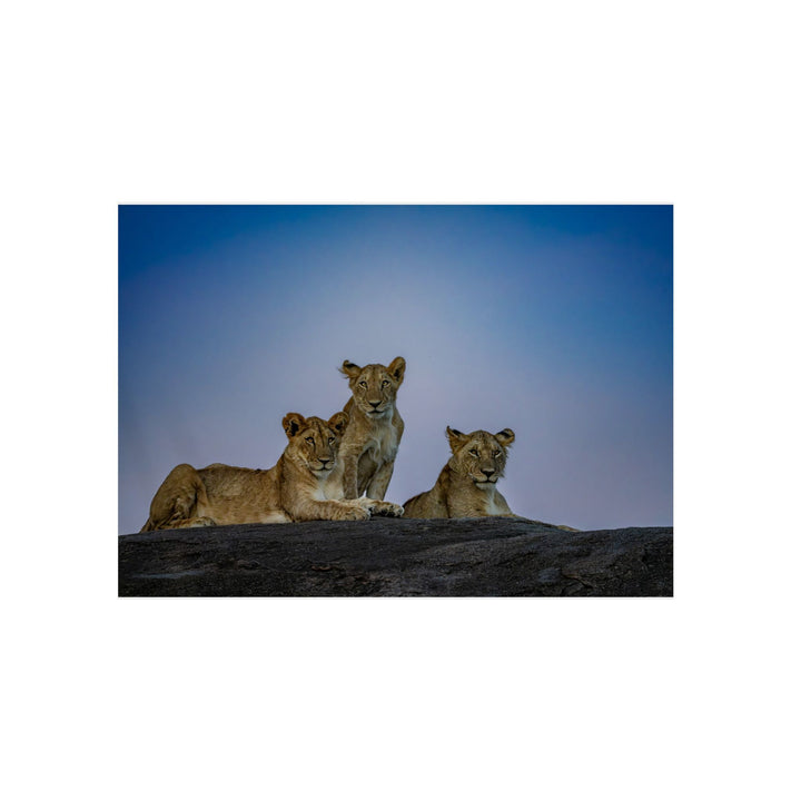 When the Light Fades Blue | Aluminum Wall Art | Elemental Escape Collection