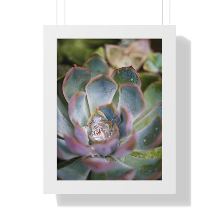 Stunning Succulent - Framed Print