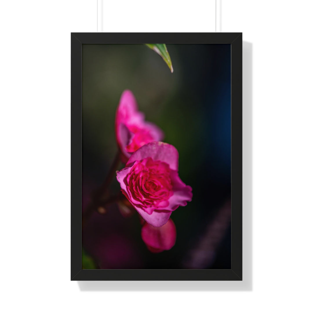 Hybrid Tea Rose - Framed Print