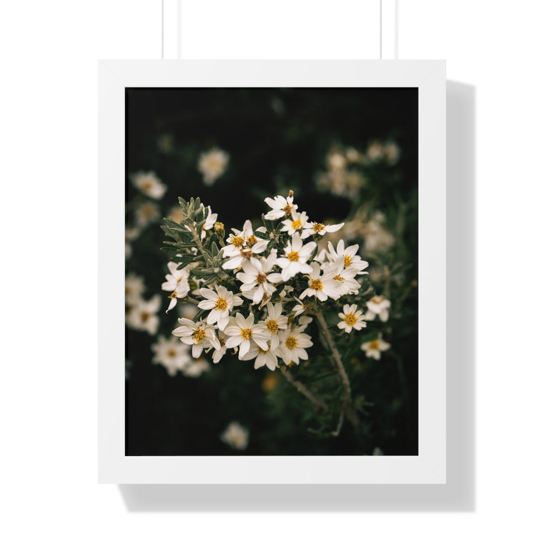 A Touch of White - Framed Print