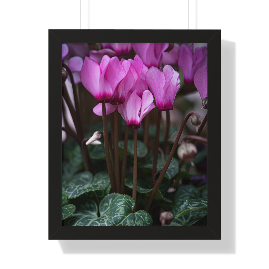 Cyclamen Reach - Framed Print