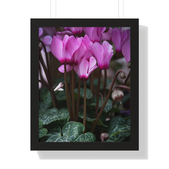 Cyclamen Reach - Framed Print