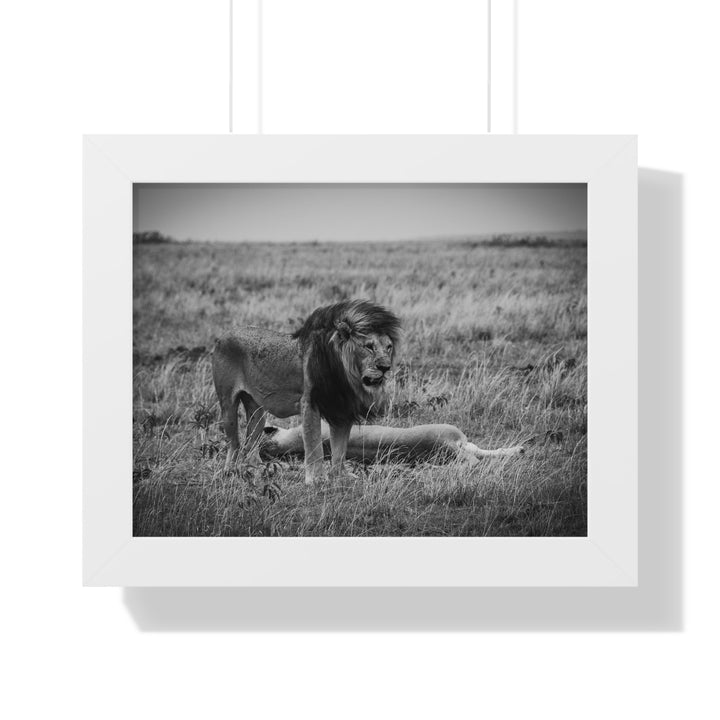 Mating Lions in Black and White - Framed Print