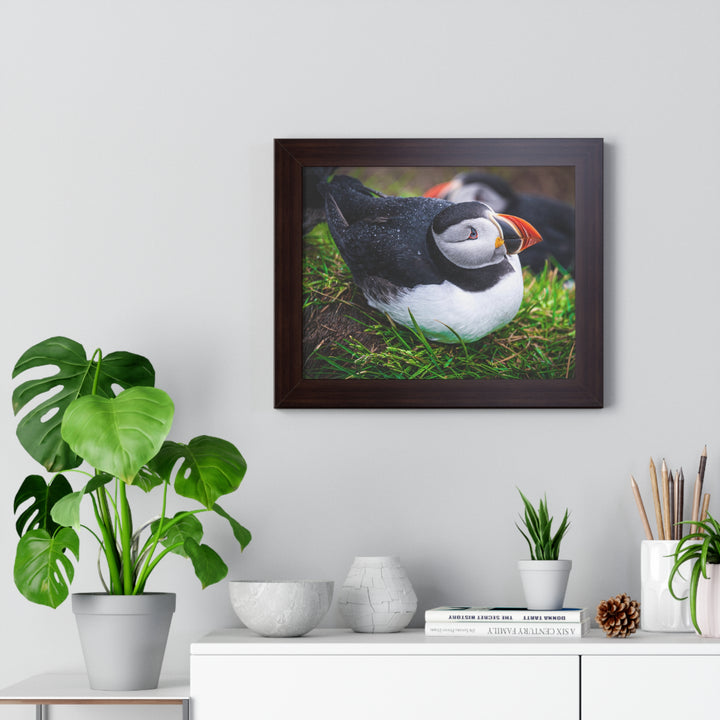Resting Puffin - Framed Print