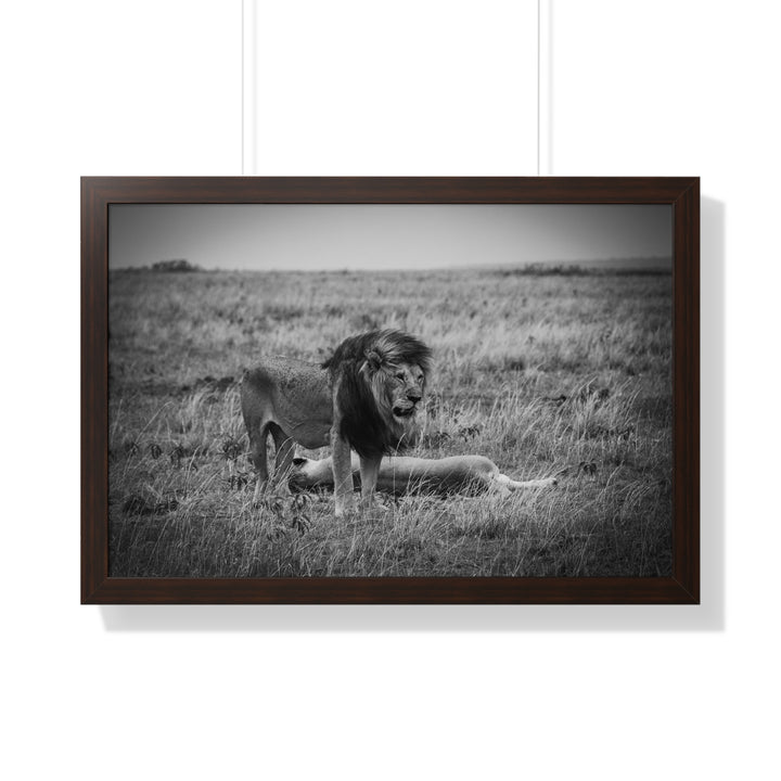 Mating Lions in Black and White - Framed Print