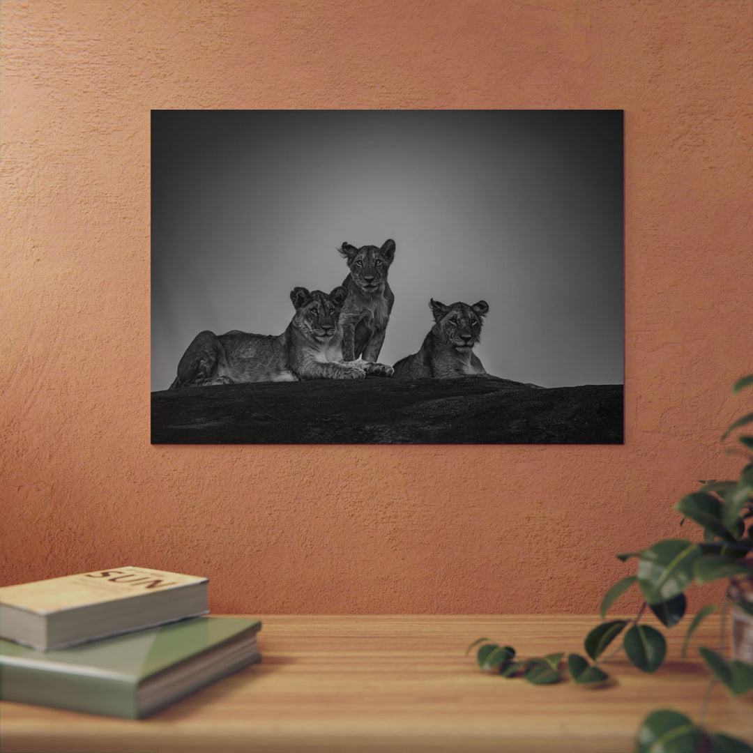 When the Light Fades Black and White | Aluminum Wall Art | Elemental Escape Collection