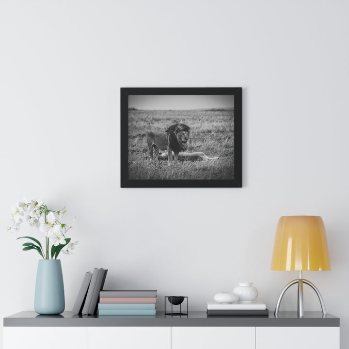 Mating Lions in Black and White - Framed Print