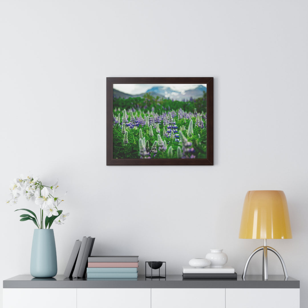 Glowing Lupin with Mountains - Framed Print