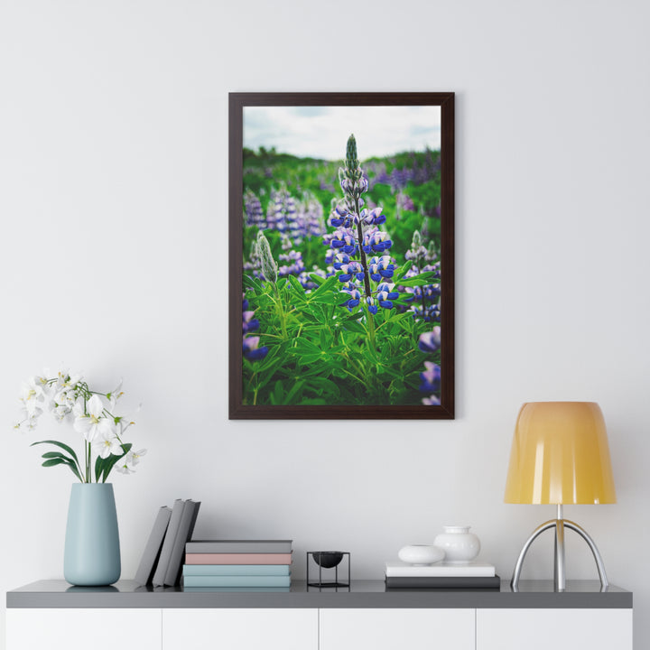 Glowing Lupin - Framed Print