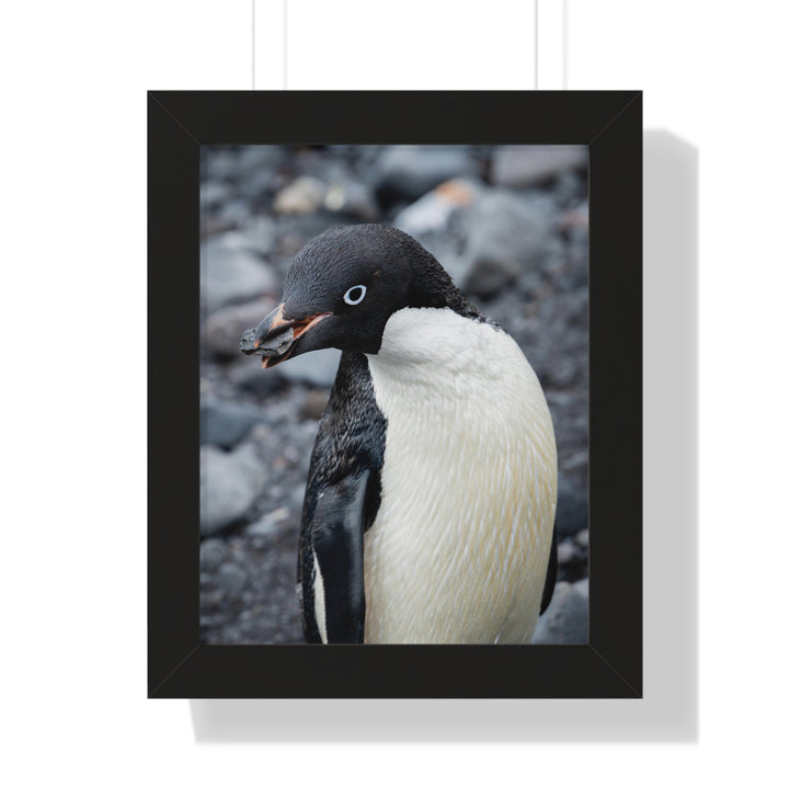 A Penguin's Pebble - Framed Print