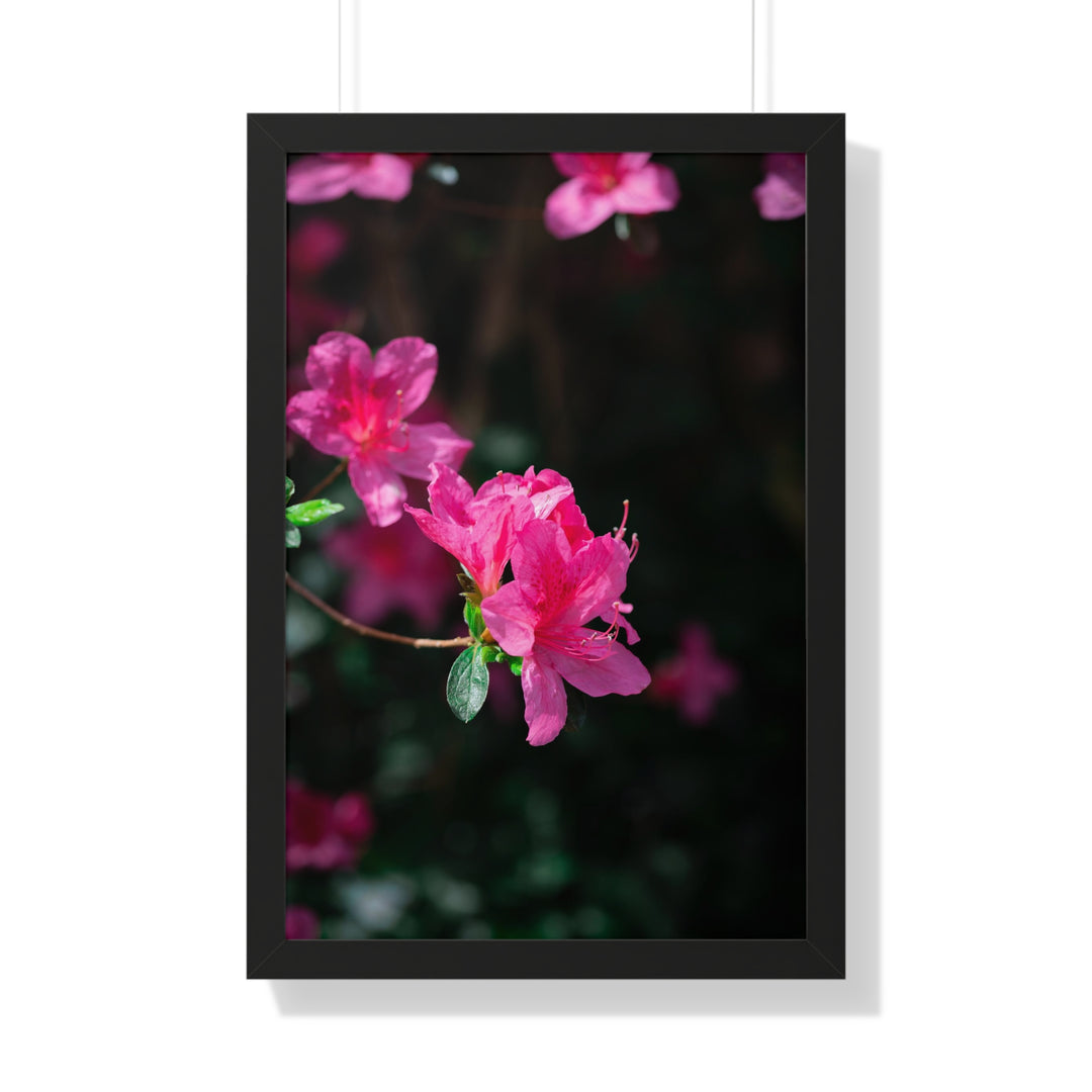 Standout Azalea - Framed Print