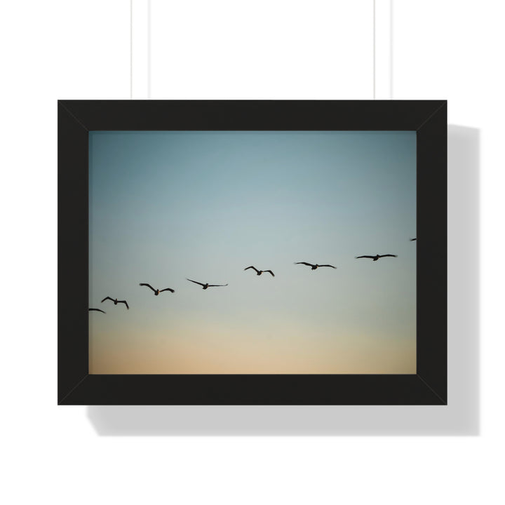 Brown Pelicans in Flight - Framed Print
