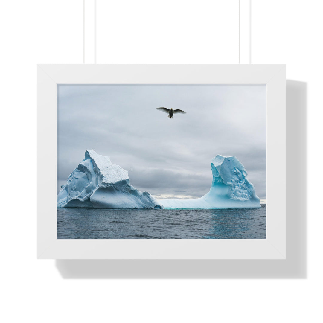 Antarctic Flight - Framed Print