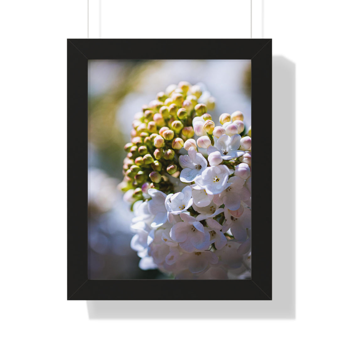 Mid-Bloom - Framed Print