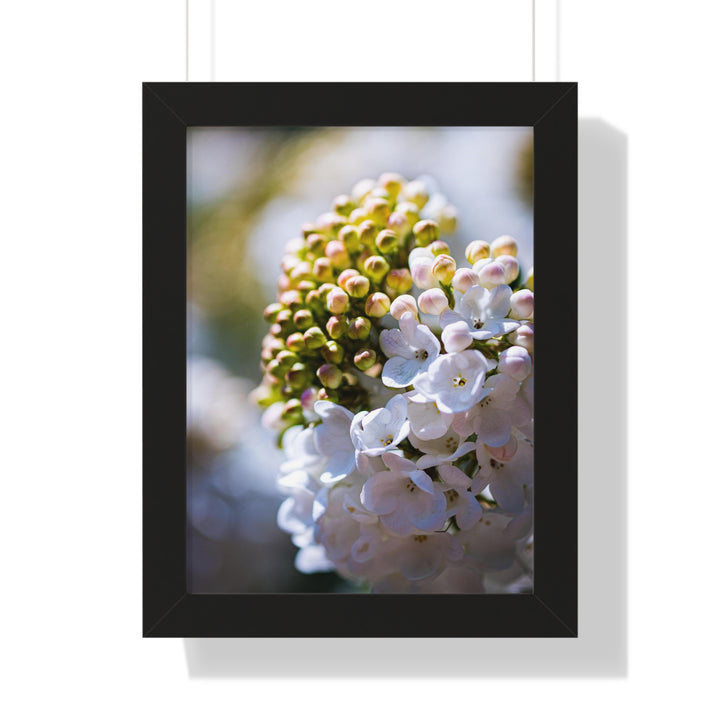 Mid-Bloom - Framed Print