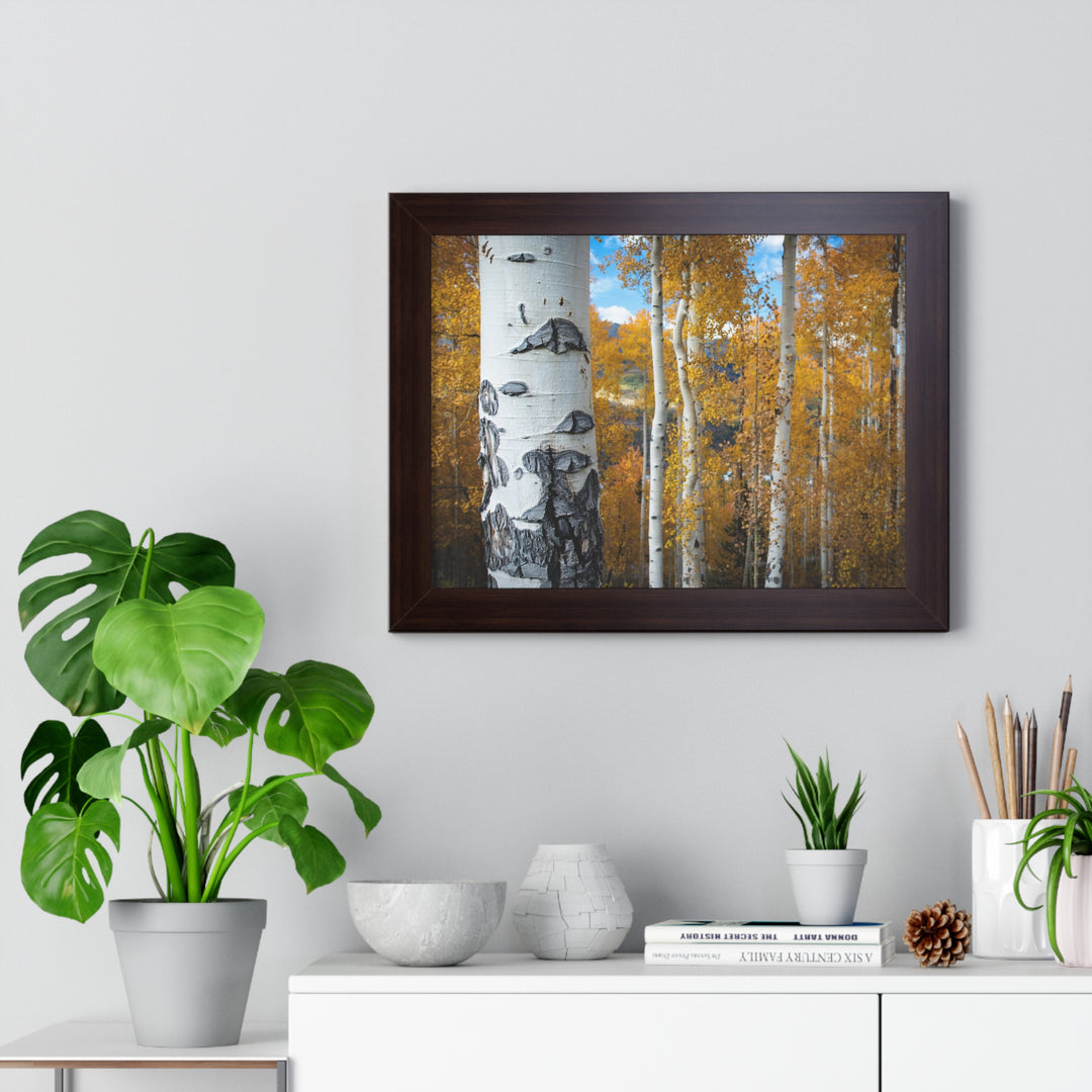 Aspens Changing - Framed Print