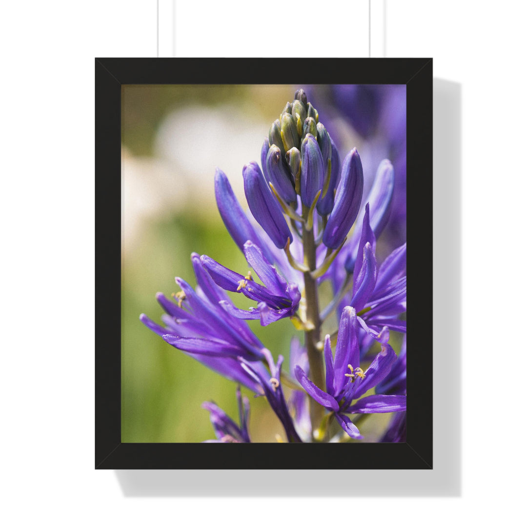 Camas in Bloom - Framed Print