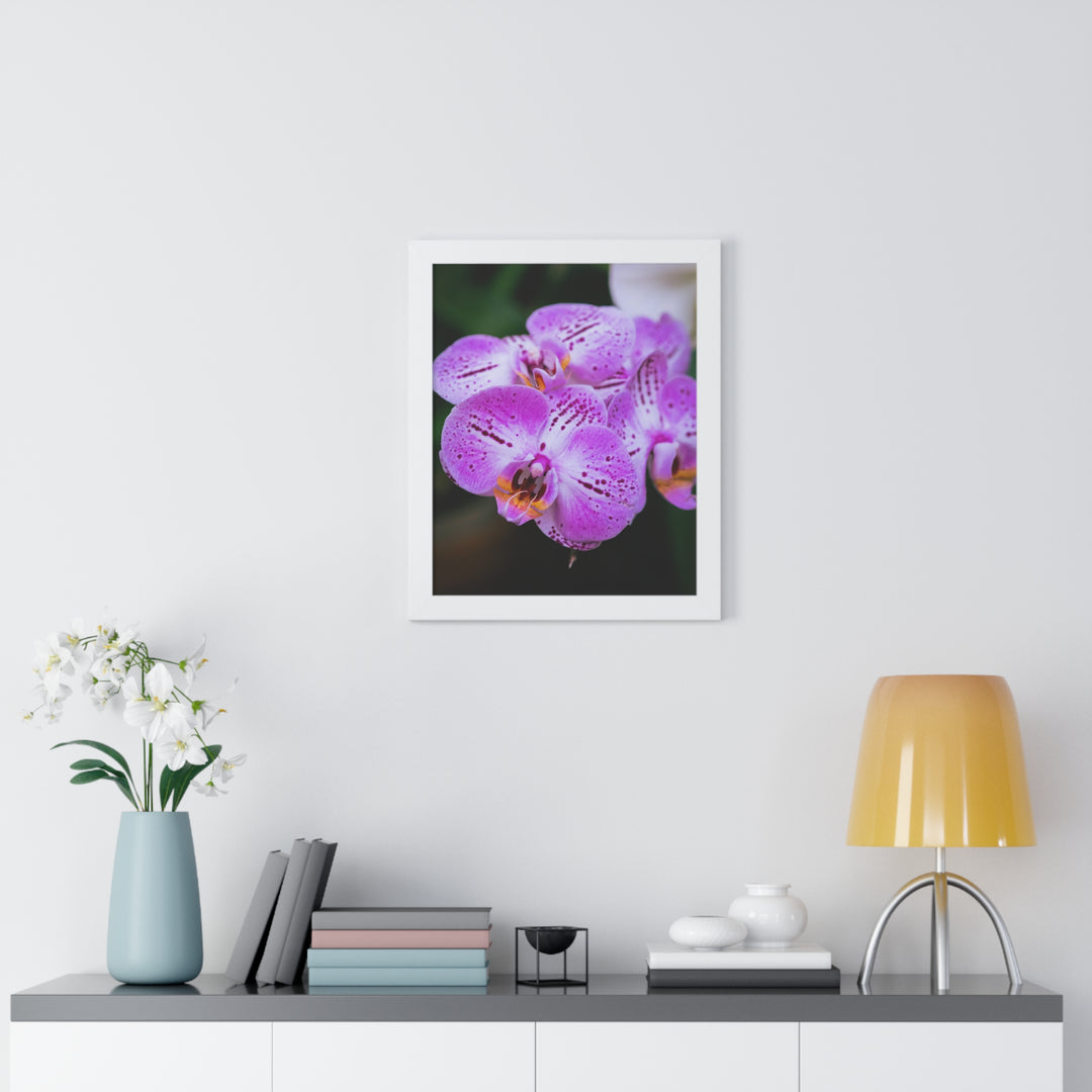 Orchid in Pink - Framed Print