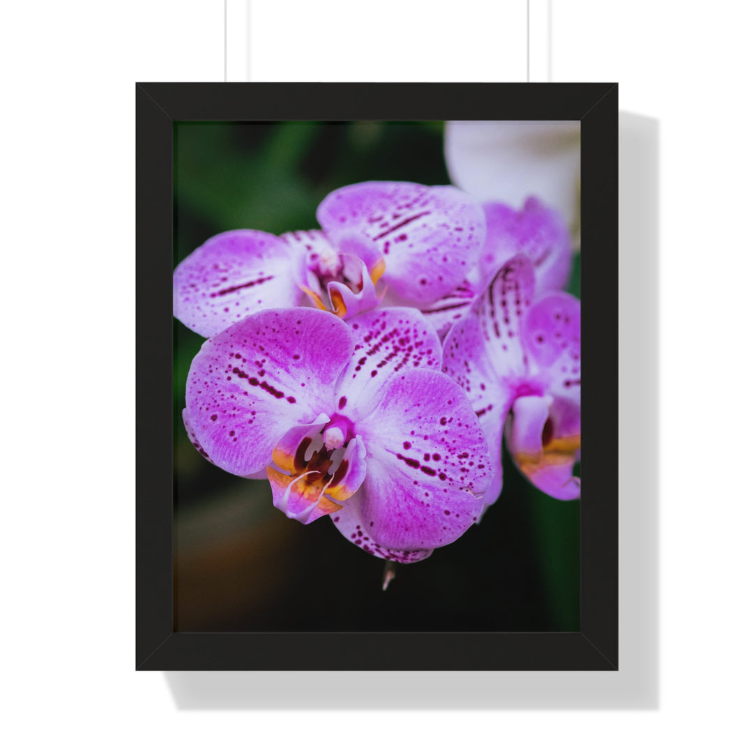Orchid in Pink - Framed Print