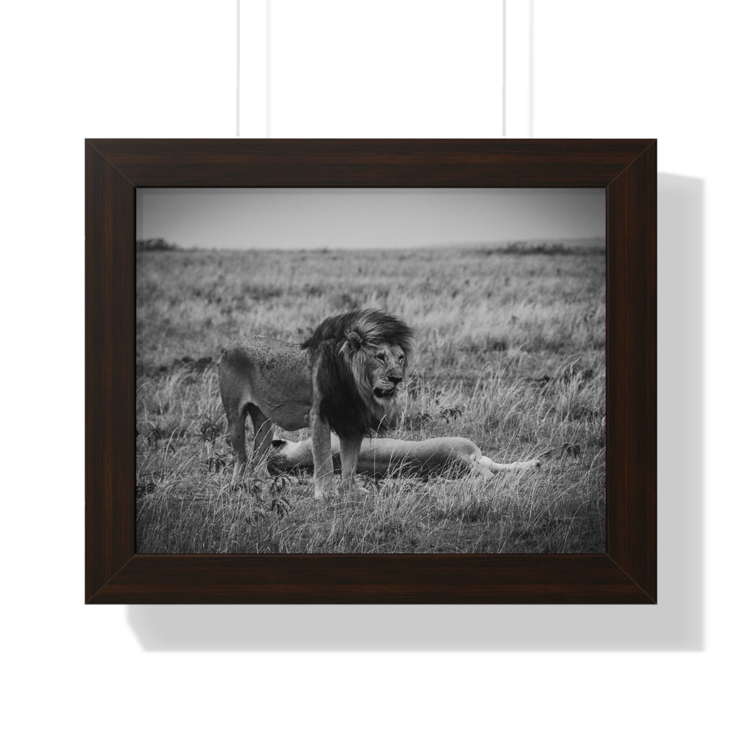 Mating Lions in Black and White - Framed Print