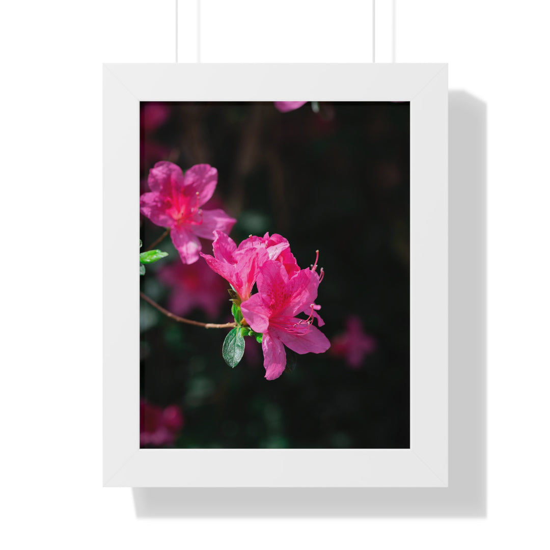 Standout Azalea - Framed Print