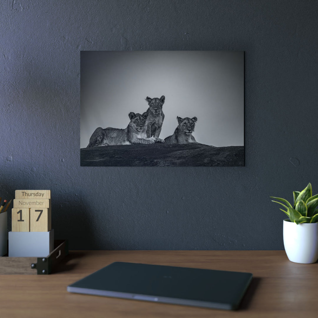 When the Light Fades Black and White | Aluminum Wall Art | Elemental Escape Collection