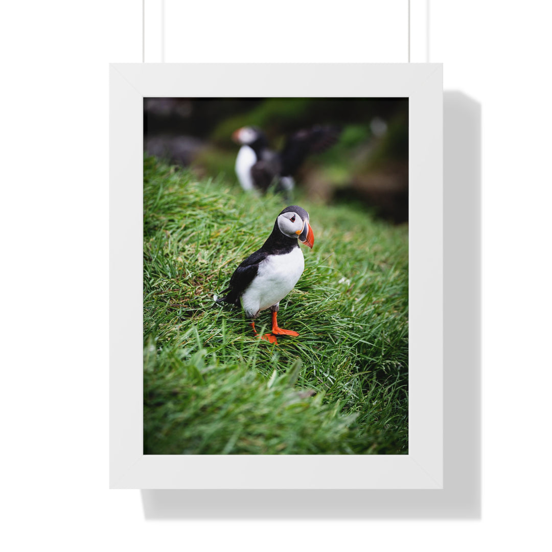 Curious Look - Framed Print