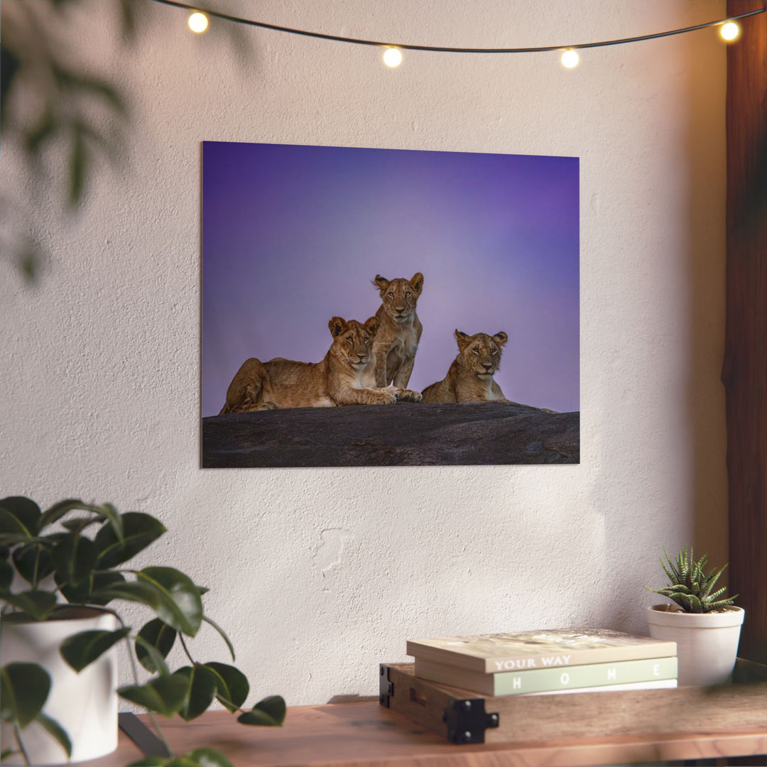 When the Light Fades Purple | Aluminum Wall Art | Elemental Escape Collection