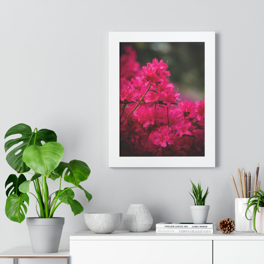 Full Bloom - Framed Print