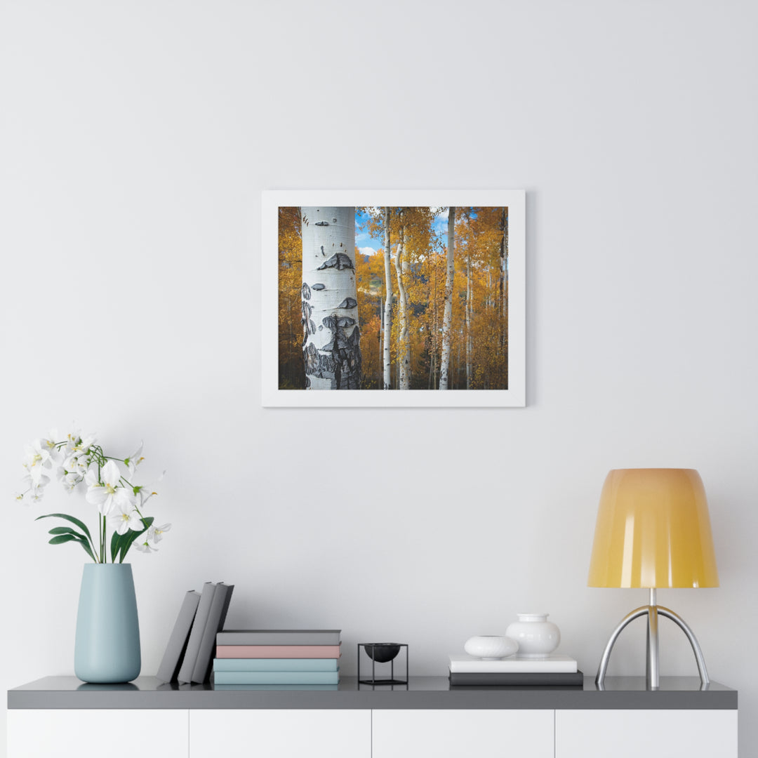 Aspens Changing - Framed Print