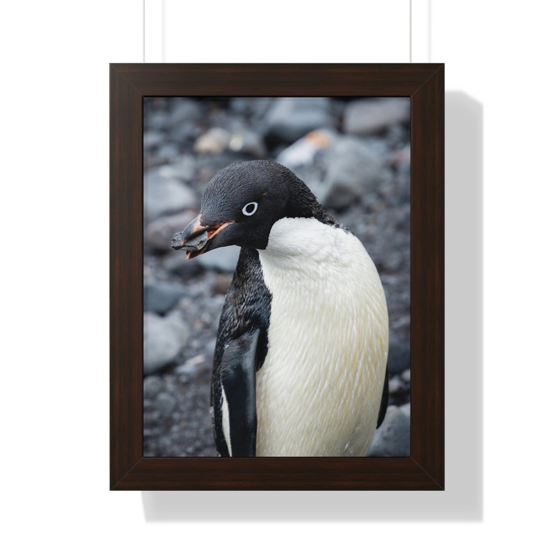 A Penguin's Pebble - Framed Print