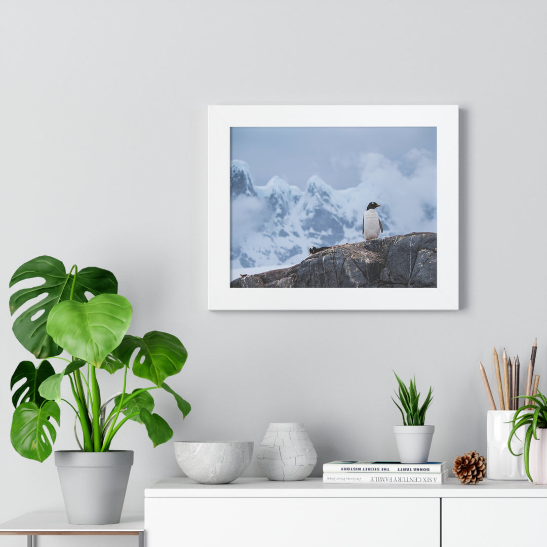 Poised Penguin - Framed Print