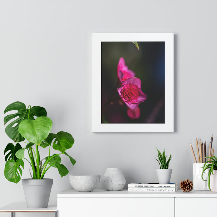 Hybrid Tea Rose - Framed Print